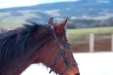 Thumbnail img_9066.jpg 