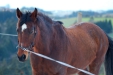 Thumbnail img_9071.jpg 