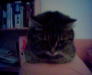 Thumbnail pic_(1).jpg 