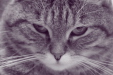 Thumbnail img_1226.jpg 