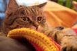 Thumbnail img_5488.jpg 