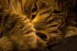 Thumbnail img_6684.jpg 