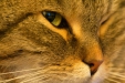 Thumbnail img_1905.jpg 