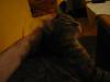 Thumbnail linux_5430.jpg 