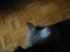 Thumbnail linux_5440.jpg 