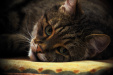 Thumbnail img_5513.jpg 