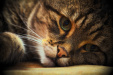 Thumbnail img_5532.jpg 