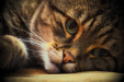 Thumbnail img_5534.jpg 