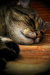 Thumbnail img_5657.jpg 