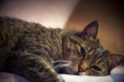 Thumbnail img_2740.jpg 