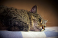 Thumbnail img_2749.jpg 