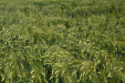 Thumbnail img_8870.jpg 