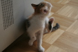 Thumbnail img_5231.jpg 