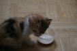 Thumbnail img_5232.jpg 