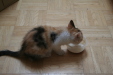 Thumbnail img_5233.jpg 