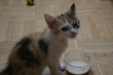 Thumbnail img_5234.jpg 