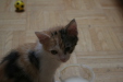 Thumbnail img_5235.jpg 