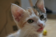 Thumbnail img_5243.jpg 