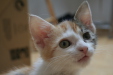 Thumbnail img_5244.jpg 