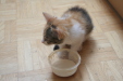 Thumbnail img_5250.jpg 