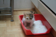 Thumbnail img_5256.jpg 