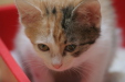 Thumbnail img_5258.jpg 