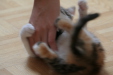Thumbnail img_5261.jpg 