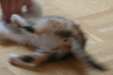 Thumbnail img_5262.jpg 