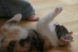 Thumbnail img_5263.jpg 