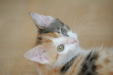 Thumbnail img_5266.jpg 