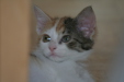 Thumbnail img_5268.jpg 