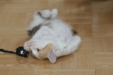 Thumbnail img_5270.jpg 