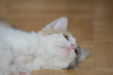 Thumbnail img_5271.jpg 