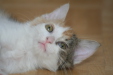 Thumbnail img_5272.jpg 