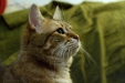 Thumbnail img_8100.jpg 