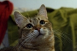 Thumbnail img_8103.jpg 