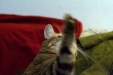 Thumbnail img_8109.jpg 