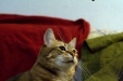 Thumbnail img_8110.jpg 
