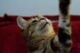 Thumbnail img_8112.jpg 