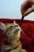 Thumbnail img_8114.jpg 