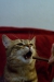 Thumbnail img_8117.jpg 