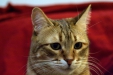 Thumbnail img_8129.jpg 