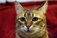 Thumbnail img_8131.jpg 