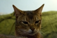 Thumbnail img_8133.jpg 