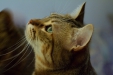 Thumbnail img_8138.jpg 