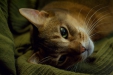 Thumbnail img_8177.jpg 