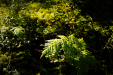 Thumbnail _mg_6979.jpg 