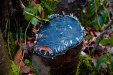Thumbnail _mg_5834.jpg 