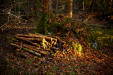 Thumbnail _mg_5956.jpg 