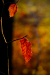 Thumbnail _mg_6083.jpg 
